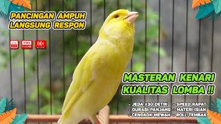 Kenari GACOR NGEREK‼️ Masteran Kenari PAUD dan Pancingan Kenari MACET BUNYI dan Betina NGIWIR -450