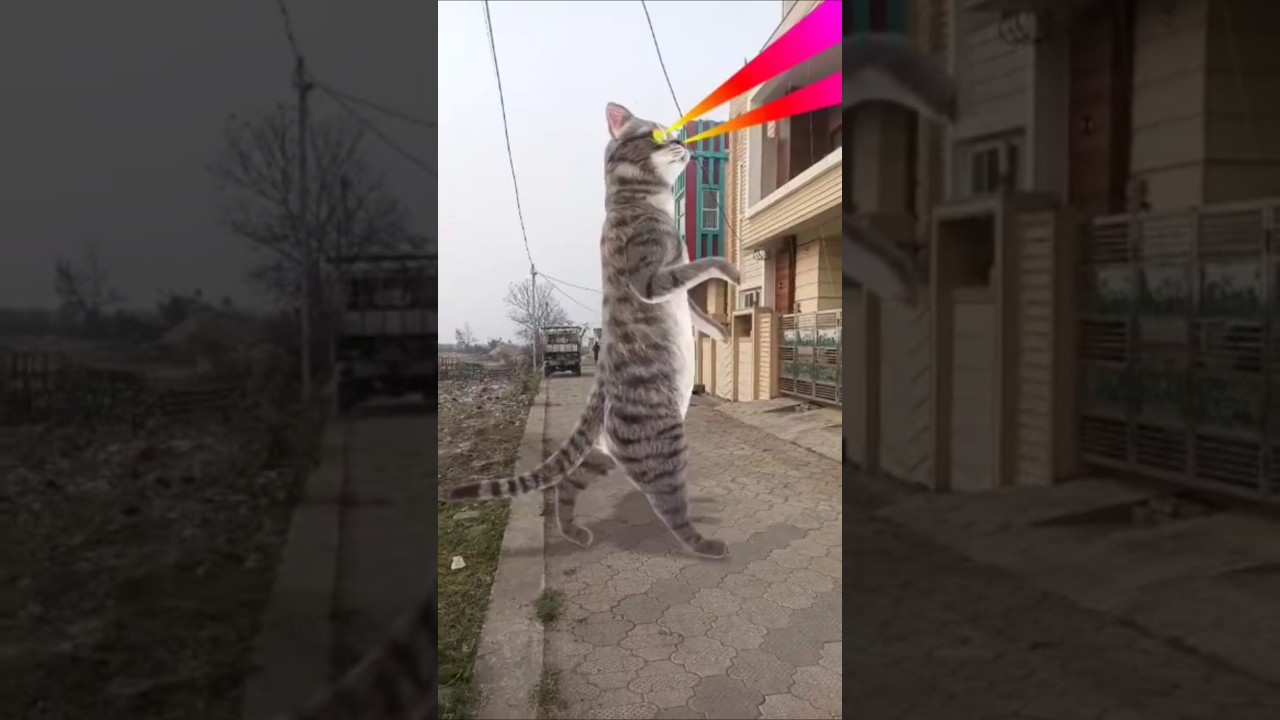 Srtsamadhbhai Billy says Mayo Meo Cute Dance Hot Video 