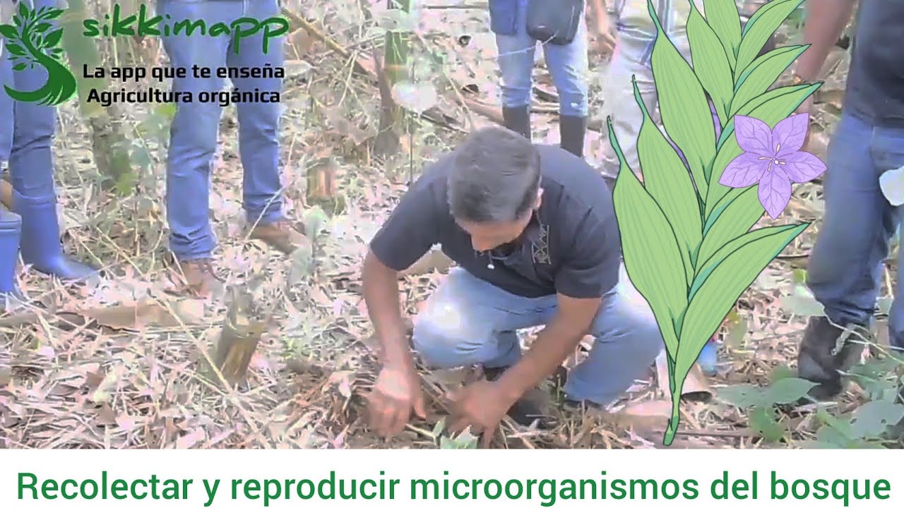 Recolectar y reproducir microorganismos d montaña Juan José Paniagua sikkimapp agricultura orgánica
