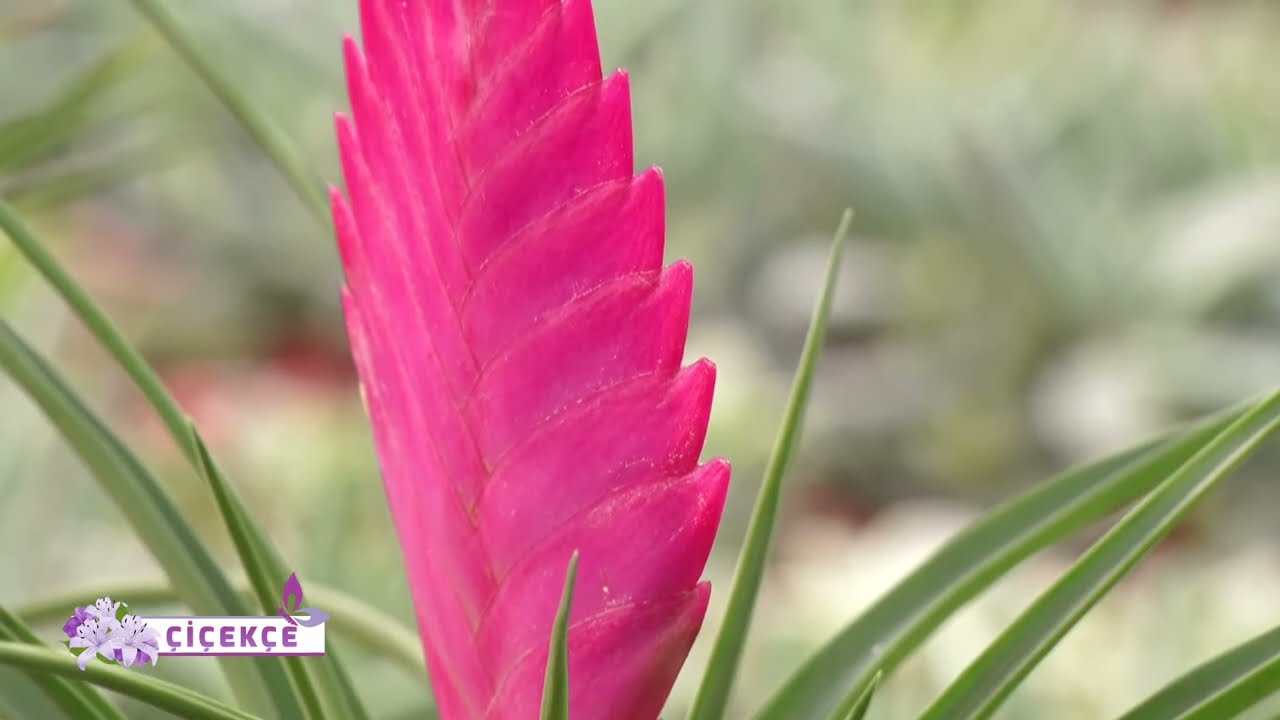 ÇİÇEKÇE | TİLLANDSİA ÇİÇEĞİ BAKIMI VE BESLEMESİ