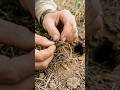 Weevil POV: Tiny Camera Inside a Hidden Underground Colony 🐞😱 | Real Micro World