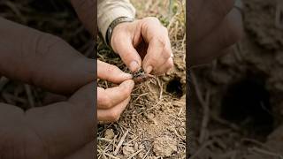 Weevil POV: Tiny Camera Inside a Hidden Underground Colony 🐞😱 | Real Micro World