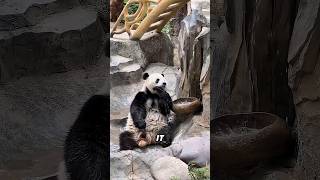 This Panda Waited Months For Waterthen This Happenedshorts