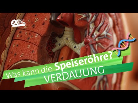 Video: Wo befindet sich die Speiseröhre?