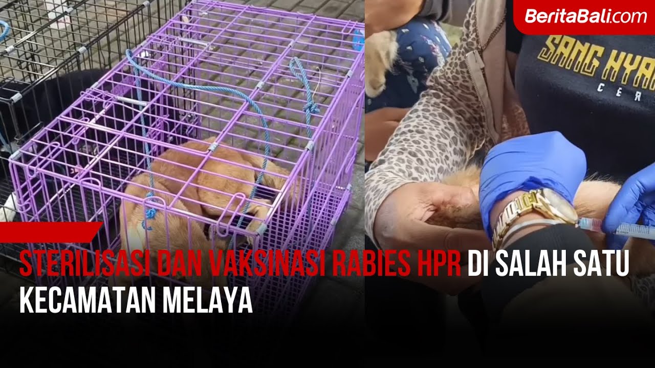 Sterilisasi dan Vaksinasi Rabies HPR di Salah Satu Kecamatan Melaya ...