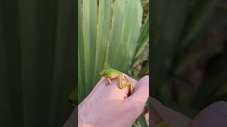 Green Treefrog Hind Leg Reveal
