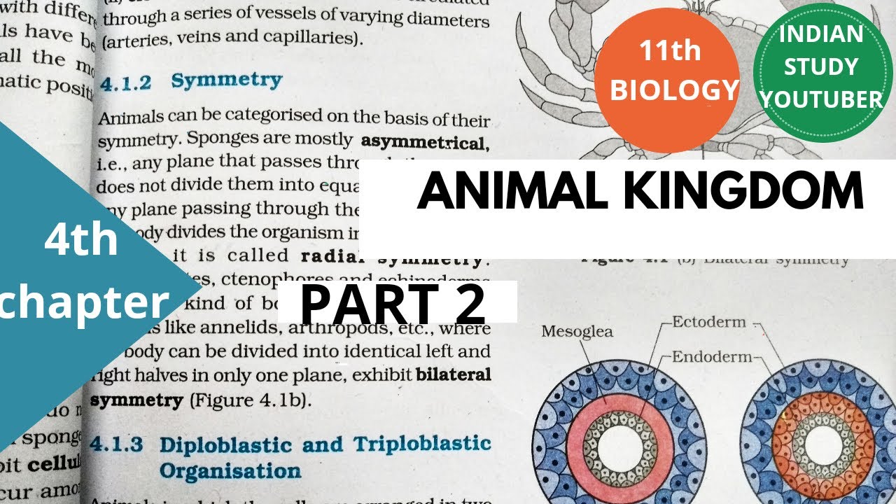 NCERT Class 11th Biology chapter 4th: Animal kingdom(PART 2) - YouTube