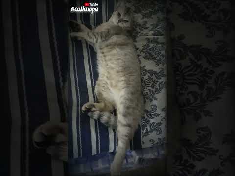 Наша котейка спала бы постоянно. Кормом не корми, дай поспать 😁 #кошка #cat #funny #котейки #коты