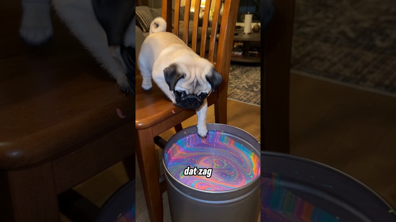 De hond speelde met de verf van zijn baasje, met een verrassend einde 🤣