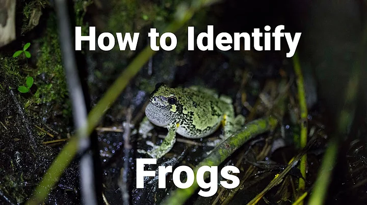 How to Identify Frog Calls at The Fair Havens Outdoor Classroom