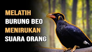 CARA MELATIH BURUNG BEO CEPAT BICARA MENIRUKAN SUARA ORANG - SERI TERNAK BEO