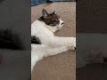いつものやつ #cat #猫のいる暮らし #ねこ #癒し