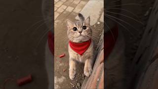 Cat 😂  Fun short 😱🤣😂🤣😂#trending #funny #cats  #magic #comedy #fullscreenstatus #full #story 🎉
