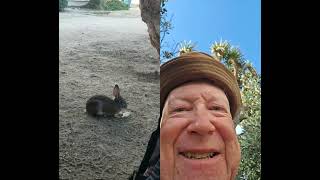 "QUAZY WABBIT!" LA JOLLA
