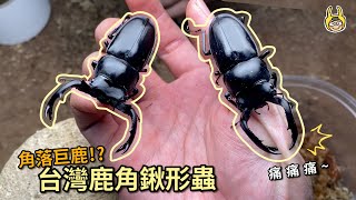 【飼育屋】遺忘了兩隻鹿角鍬形蟲羽化都是大傢伙超過6公分台灣鹿角鍬形蟲飼養紀錄分享