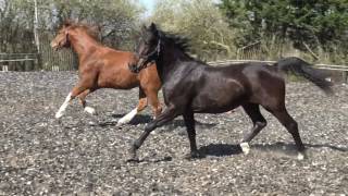 For Sale:2015,Darkbay Gelding,Skovens Rafael & Vrl.keur V.sorento & Elite V.jazz.