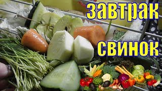 завтрак свинок/морские свинки питание/морские свинки содержание завтрак свинок/морские свинки питание/морские свинки содержание