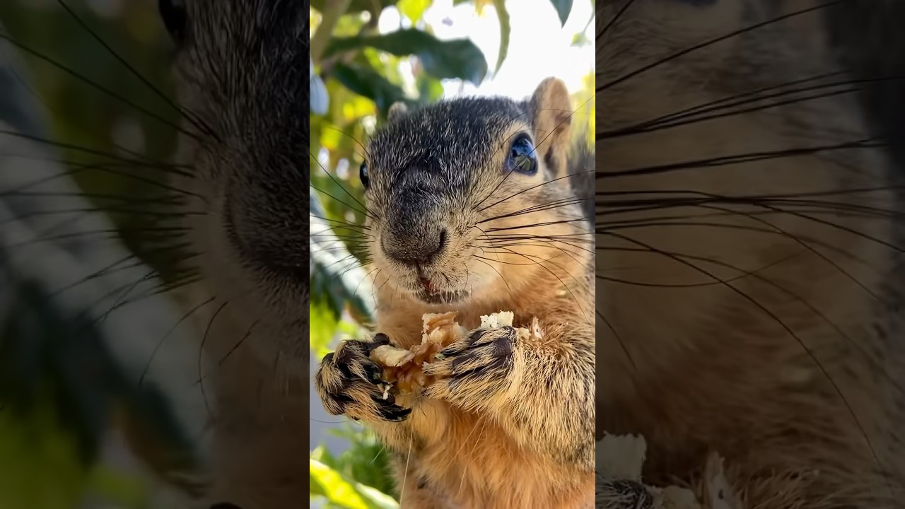 Her favorite time is food time for Squirrel Momma Faux 