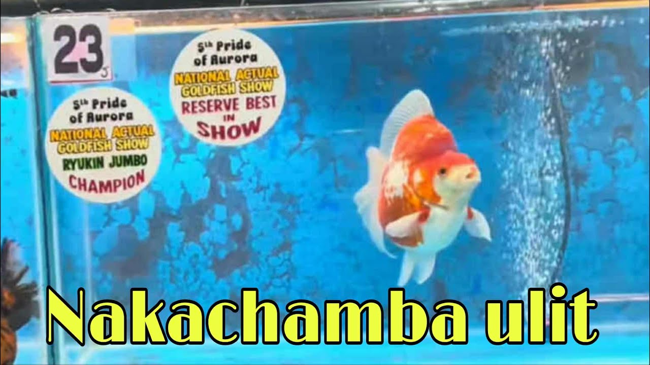 EP278. 5TH PRIDE OF AURORA GOLDFISH SHOW 2025