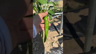 고추 농사 24.05.31 #농사 #고추농사 #고추재배 #팜한농 #agriculture #farming #농사꿀팁