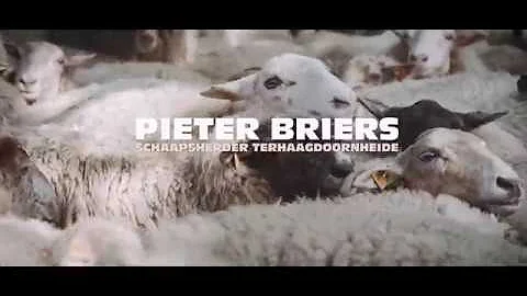 Schaapsherder Pieter Briers