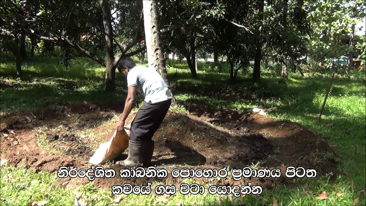 Fertilizer for growth coconut trees YouTube