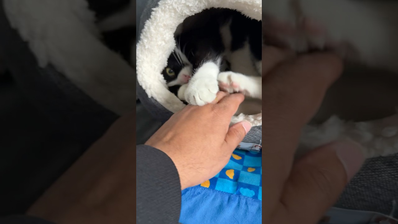 Kitty Playtime: When Your Cat Just Can’t Get Enough of Your Hand 🐾😂