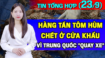 Tin Tổng Hợp (23/9): TQ Bất Ngờ "Quay Xe" Hạn Chế Nhập Khẩu, Hàng Tấn Tôm Hùm Việt C.hết ở Cửa Khẩu