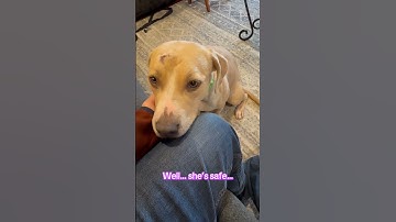 Eleventh Hour Rescue