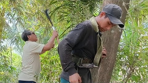 Cưa hai cây tràm bông vàng cho chú út .Cưa cây kỹ thuật cao