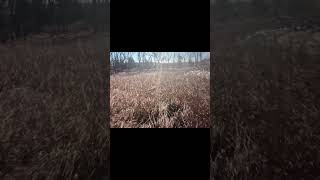 Chasing quail in Kansas! #hunting #gsp #labrador #englishsetter #uplandhunting