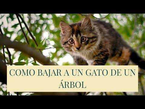 Video: ¿Cómo puedo sacar un gato de un árbol?