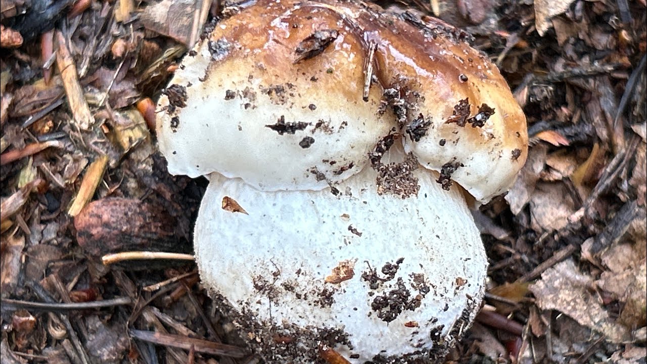 Czy w Lesie! Są jeszcze BOROWIKI SZLACHETNE! 3 Listopada 2025. 