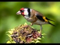 Голоса птиц - Щегол (Carduelis carduelis)