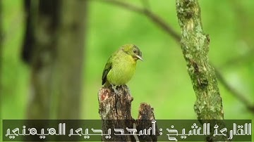 { قَالَ فَالْحَقُّ وَالْحَقَّ أَقُولُ } يتألق و يترنم بتلاوة محبرة الشيخ: {أسـعـد يـحـيى المـيمـني}