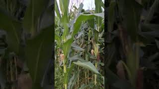 Milho Bp2201 Baspan Área 1, Atualização, Previsão De Silagem Janeiro.