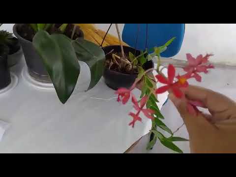 Orquídea Epidendrum Ibaguense vermelha linda - thptnganamst.edu.vn