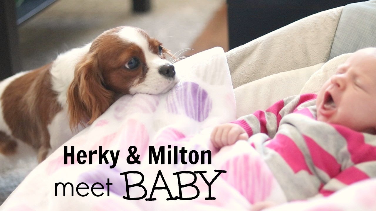 newborn cavalier king charles puppies