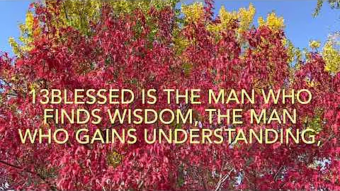 Proverbs 3:13-18 Wisdom and Understanding #Proverbs #bibleverse
