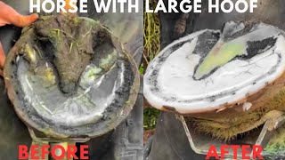 Shire Horse  Hoof Trimming Satisfying Compilation