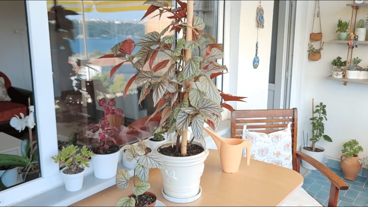 Çilli Begonya Bakımı ve Üretimi