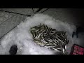 Зимняя ловля корюшки 2019 / Winter smelt fishing 2019