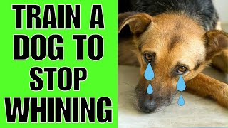 How To Train A Dog To STOP Whining For Attention (5 Tips)
