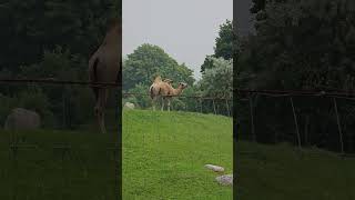 Camel of Toronto Zoo