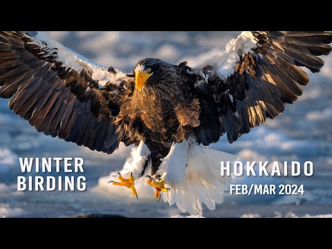 Hokkaido 2024 - Best winter birding photography