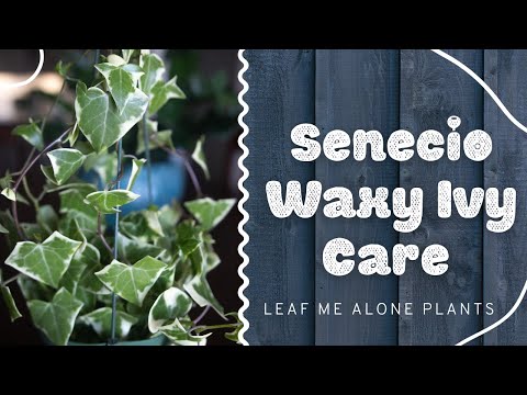 Video: Senecio Wax Ivy Plants: Zistite viac o starostlivosti o pestrý voskový brečtan