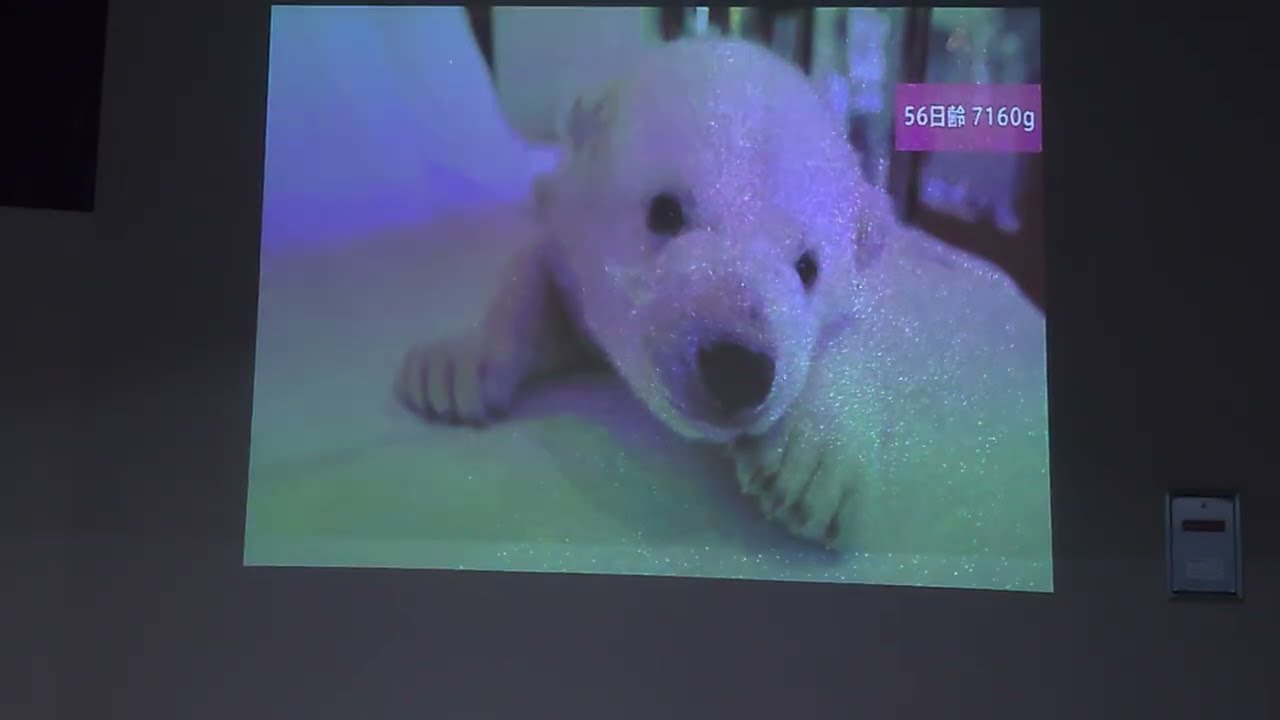 誕生から平川へ引っ越すまでのライトくん #平川動物公園 #アドベンチャーワールド #ホッキョクグマ #シロクマ #ライト