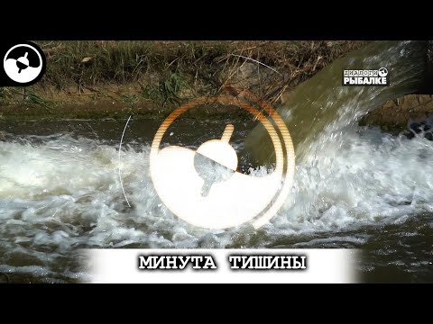 Белый амур | Минута тишины