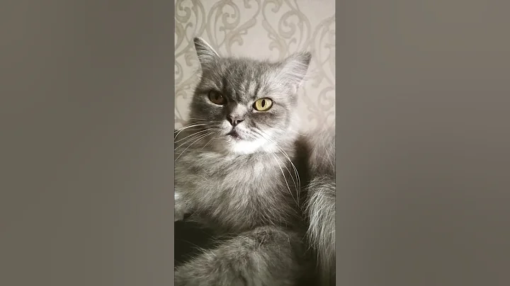 Video 11832661: cat kitten, bath