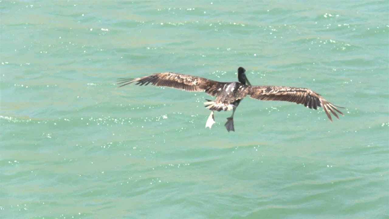 Laguna Pai - My Board (OFFICIAL MUSIC VIDEO)